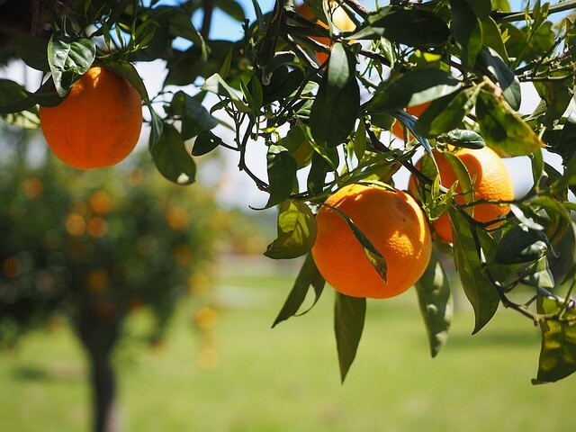 strom s pomeranči